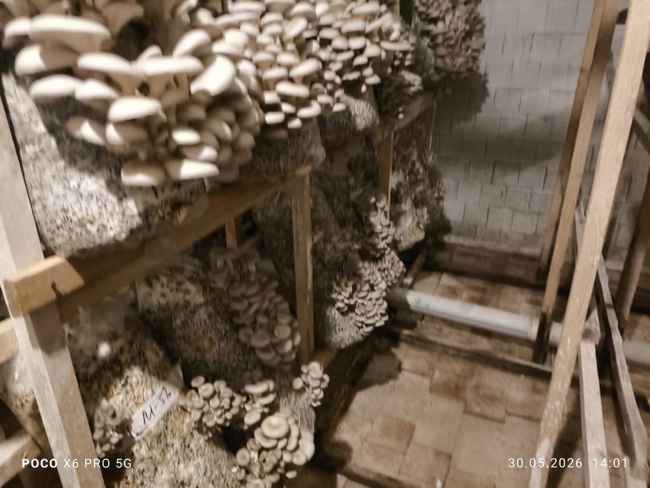 Грибные блоки грибы