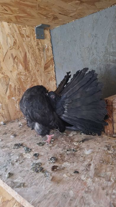 Porumbei  de vanzare din rasa coadă rotată