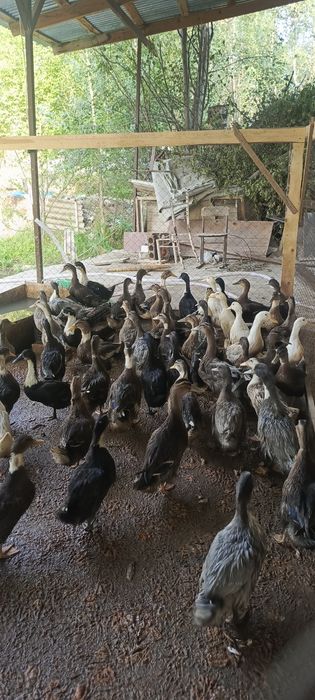 O'rdaklar sotuladi har xil zotli 100 kunlik