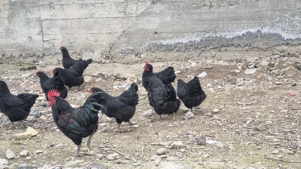 Австролорп руминский уругланган тхумлари