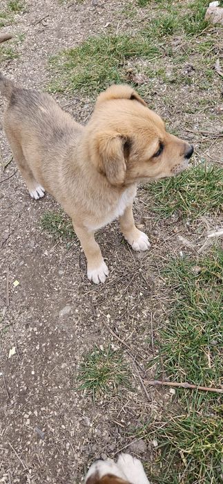 Catelus pentru adoptie si transport PH