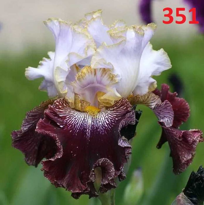 Сортови вискоки ириси /брадати ириси