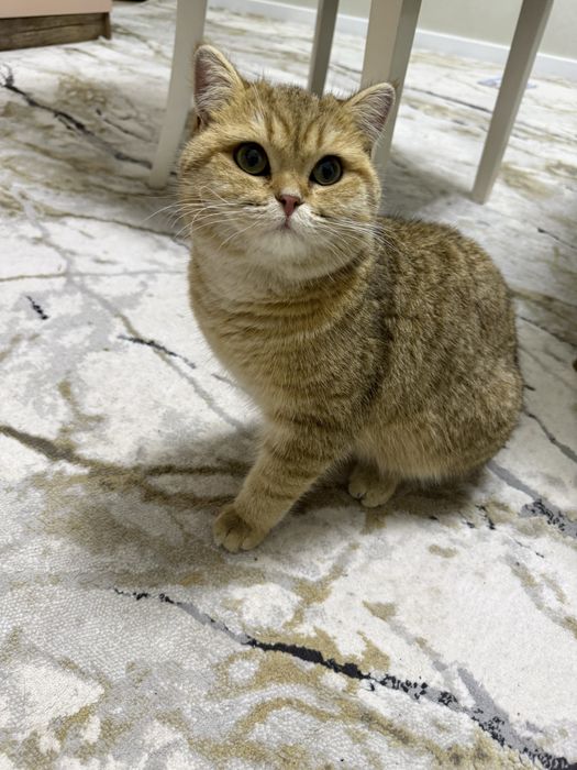 Вязка кота 10 месяцев первый раз