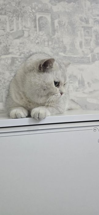 Манчкин Британские котята   мальчик