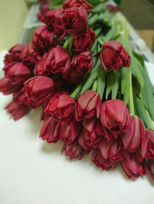 Тюльпаны  оптом  Астана