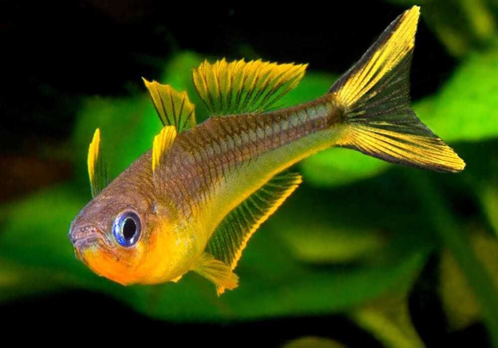 Попондетта фурката в Аква-Зоо Салоне “Посейдон”