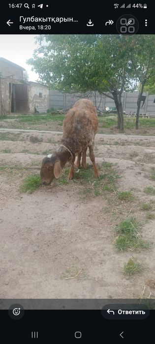 Коза с козлёнками Ешкі лағымен егіз лақ  ұрғашы