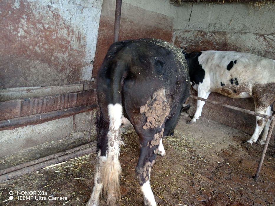 Boqilgan tayyor gunojinlar