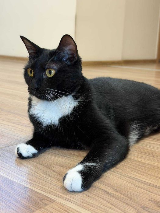 Подарявам котка