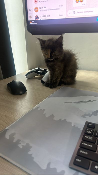 Кошка в добрые руки