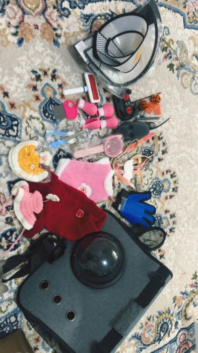 Бүкіл дүниясымен берем,қыз мысық