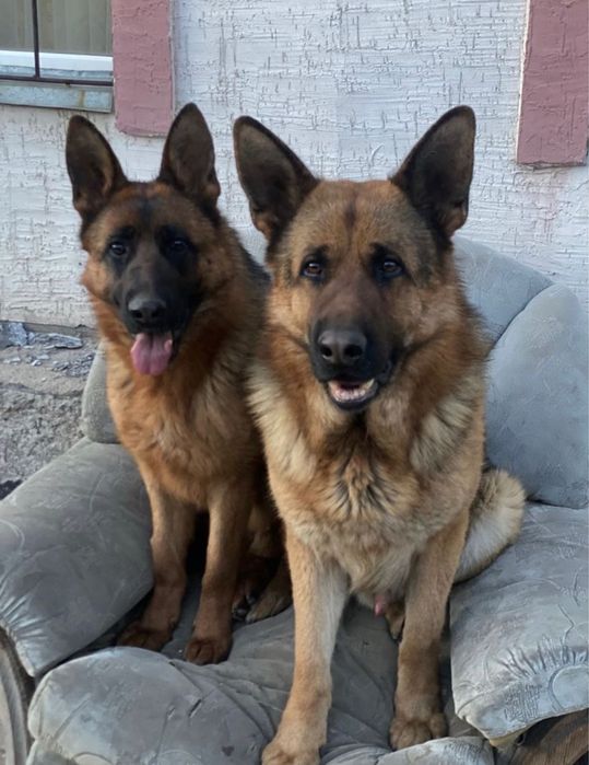 Предлагаю на продажу щенки