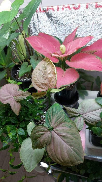 Цветы **р а з н ы е **цветы