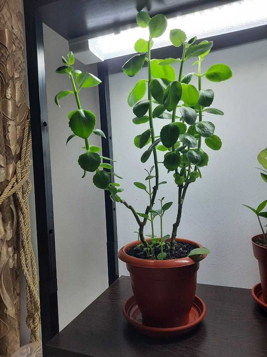 Каланхое (семейство толстянковое)