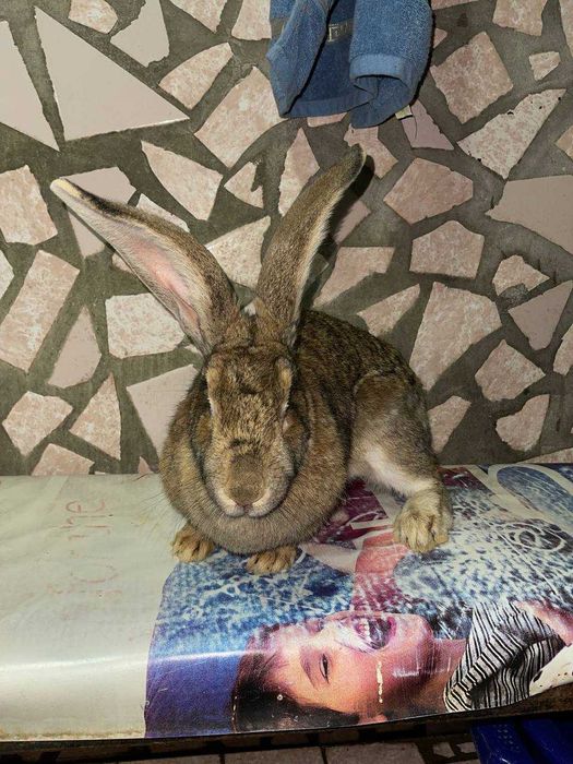 FLANDIR SAMKA arzonchi kotta yiri narsa