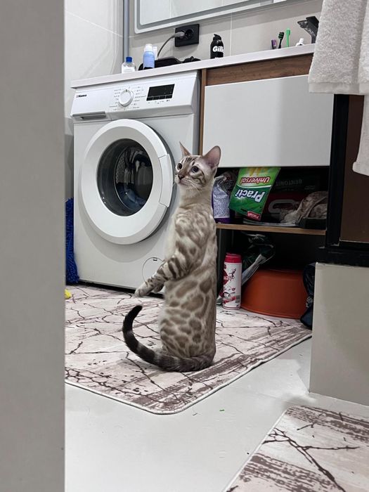 Бенгальский кот