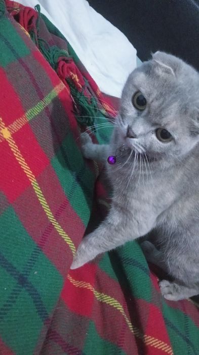 Веслаухая шотландец