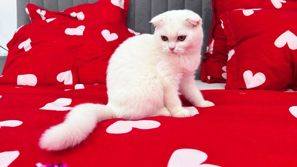 Pisicuță albă și adorabilă - Scottish Fold, cu Pedigree