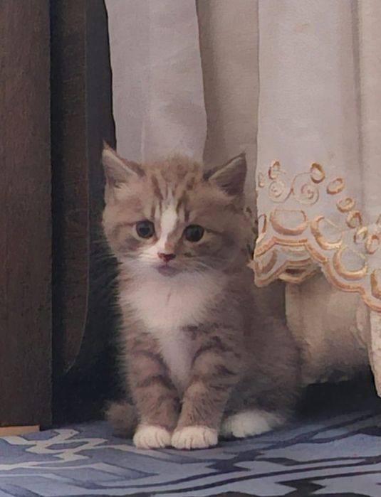 Отдам котенка девочку