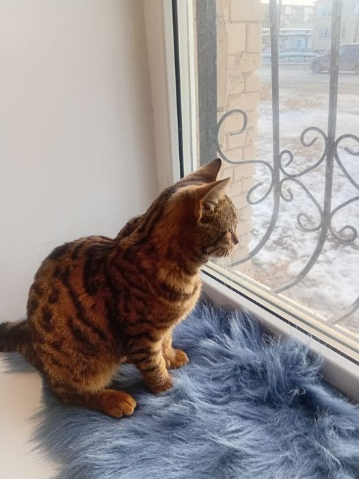 Пристраивается в самые добрые и ответсвенные руки