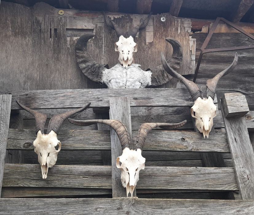 Трофей, рога !!!