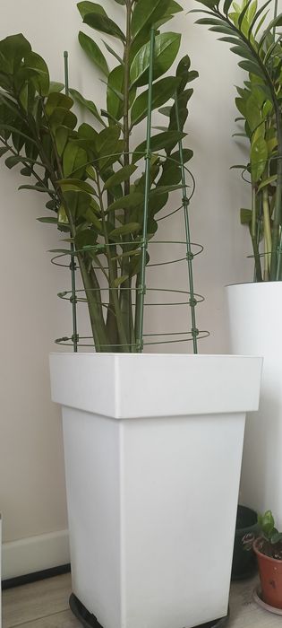 Продам денежное дерево - замиокулькас