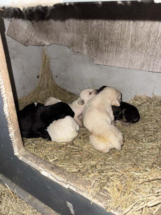 Отдам в добрые руки щенков с собакой