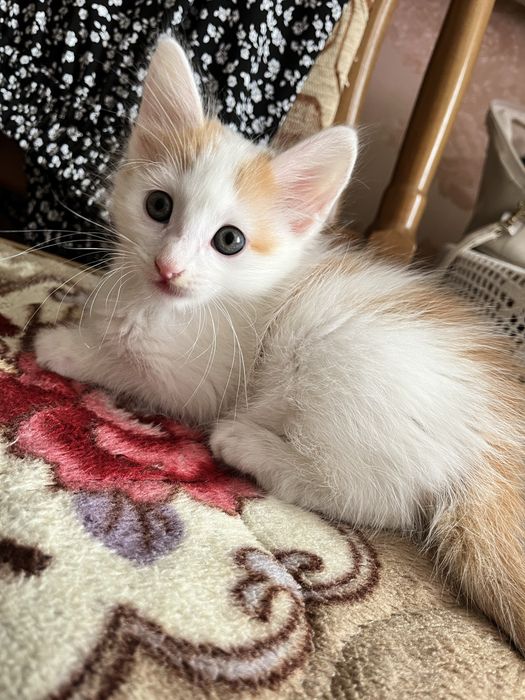 Отдам котенка в добрые руки
