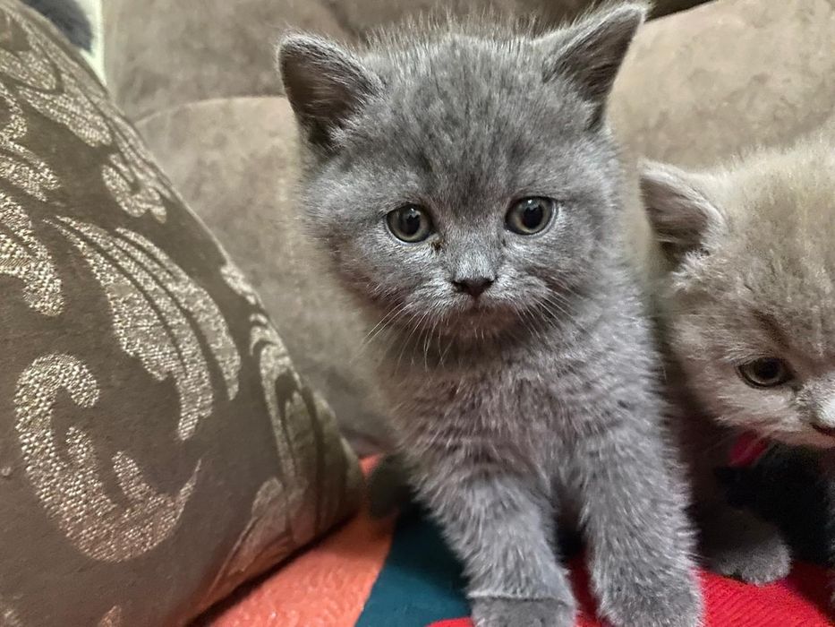 Британские котята