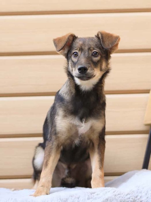 Щенки мальчики возрастом семь месяцев ищут дом