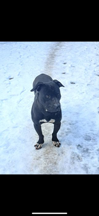 Вязка питбуль трер