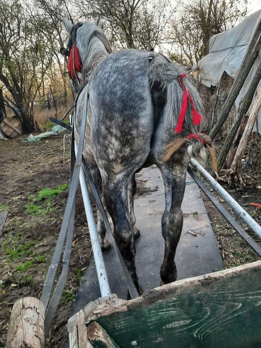 Vând armăsar 6 ani