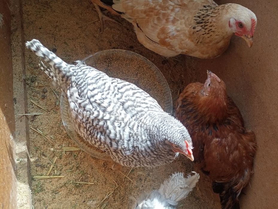 Балапандар балапандар