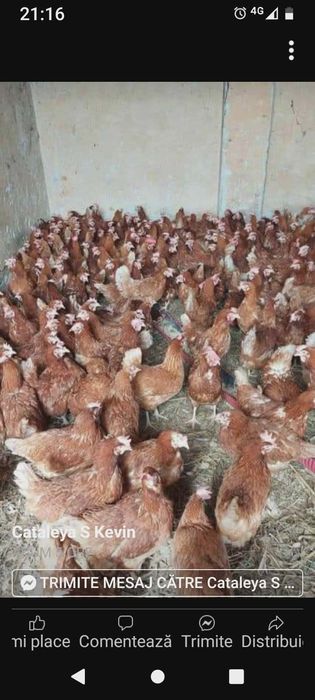 Gaini roșii putoare rasa issa brown