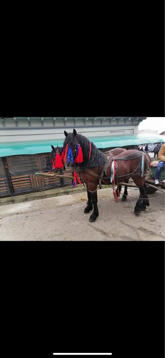 Vand iapa si armasar