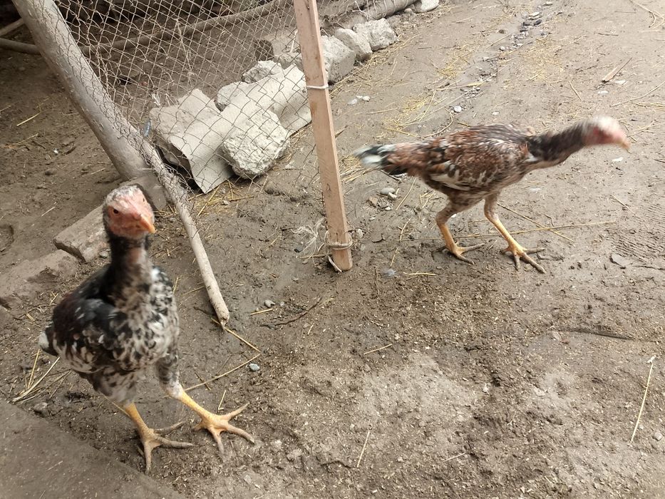 Dakan makionlar sotiladi