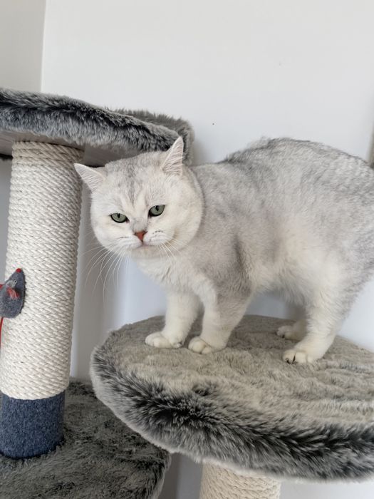 Вязка кот BRI ns11