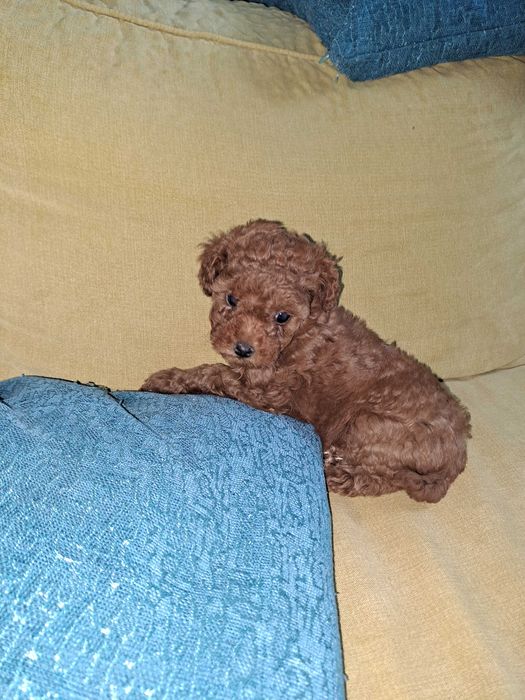 Той-Мини Пудел Ред -Априкот