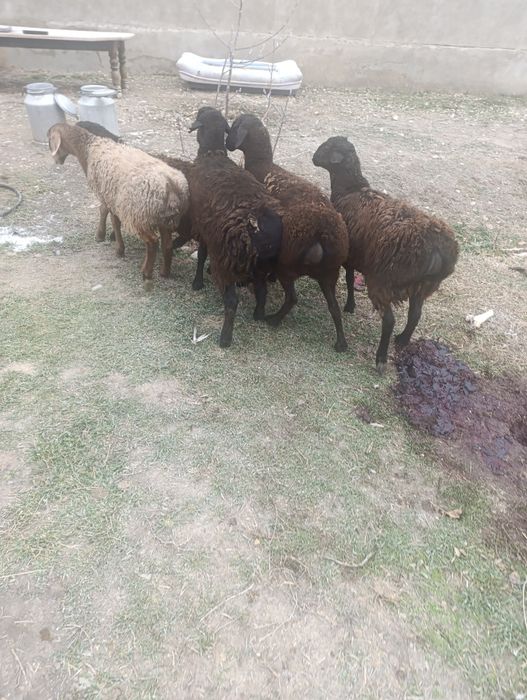 Бараны жирные на откорме