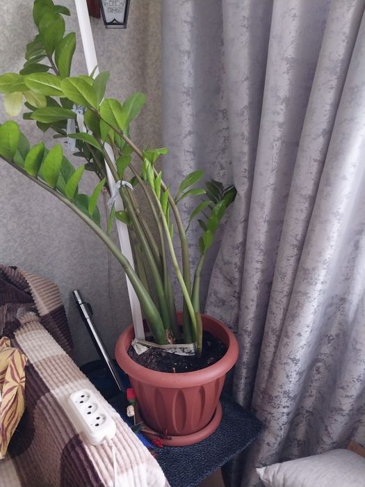 Продам цветы комнатные.