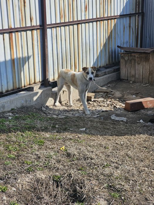 Собака добрая. Годовалая