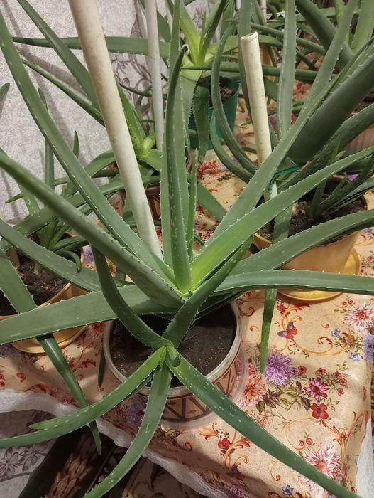 Продам Алоэ Вера лечебный