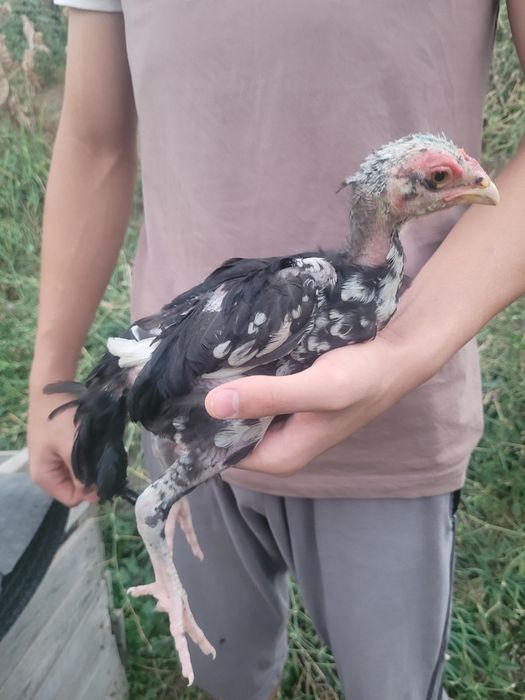 Продам цыплят-дакана-кореец,хинан 100%