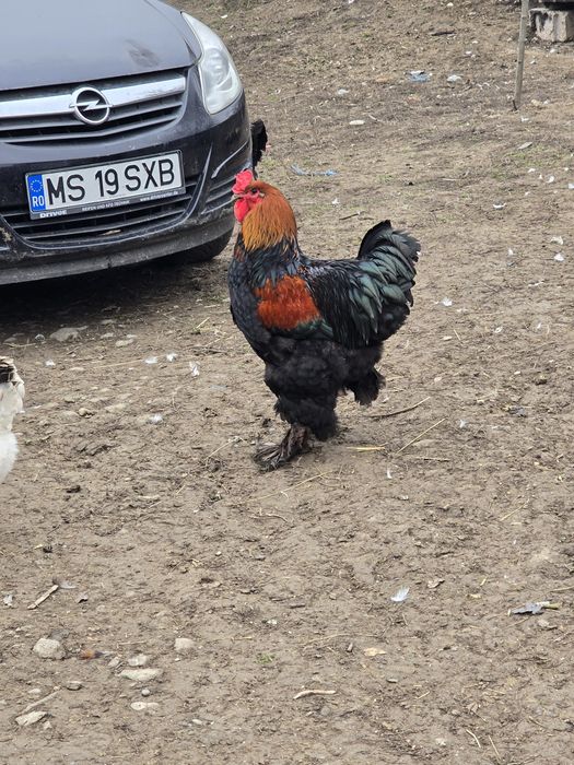 Vând cocoși de rasă foarte frumoși  din primăvară  NEGOCIABIL