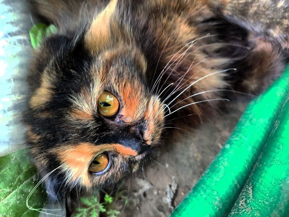 Котята 5 месяцев.