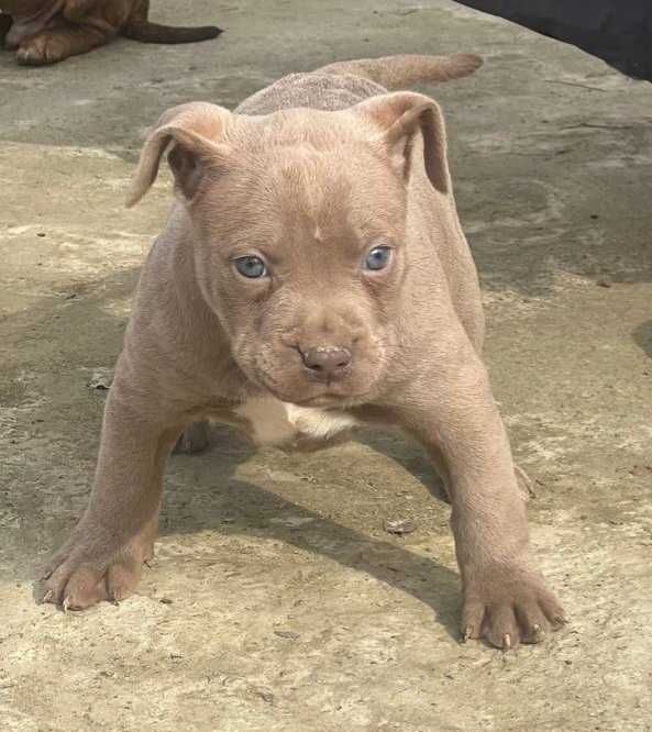 Щенки пит-бультеръера на продажу