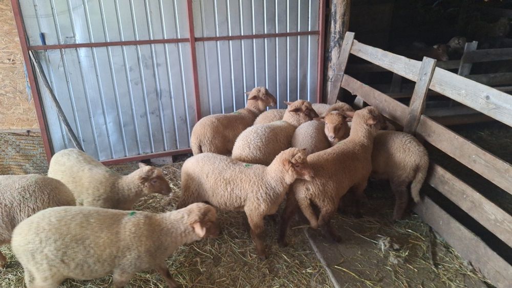 Miei tigaie de vanzare,carlani si oi  pentru crescut sau sacrificat