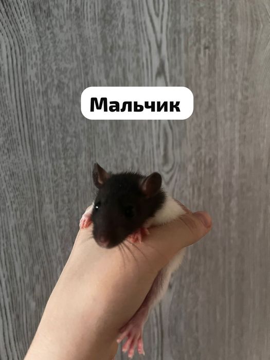 Продаю домашних крысят