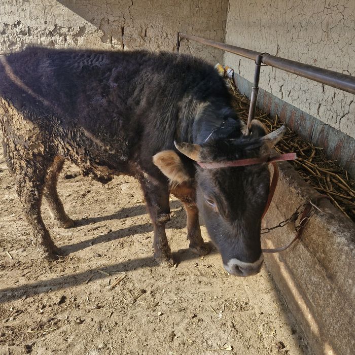 Продам быка 600 000тг