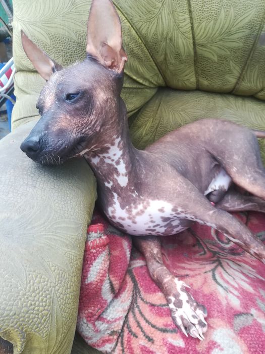 Кобель на вязку.